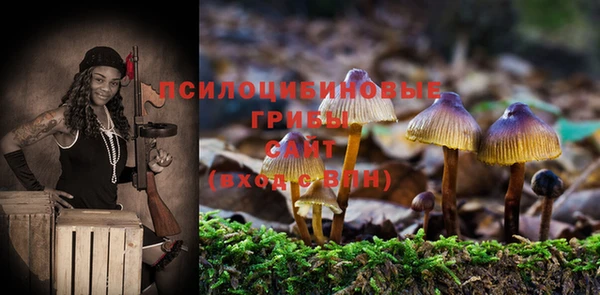прущие грибы Зеленокумск